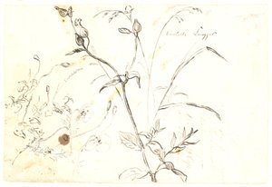 Plantenstudies door Dankvart Dreyer