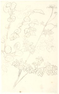 Plantenstudies door Dankvart Dreyer