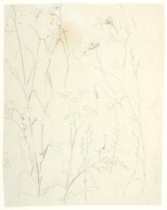 Plantstudies door Dankvart Dreyer