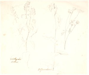 Plantstudies door Dankvart Dreyer
