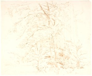 Boomstudies door Dankvart Dreyer