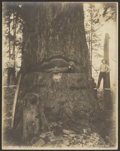 17 Feet Diameter Fir Tree nabij McMurray, Wash. door Darius Kinsey