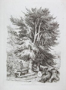 Beuk nr. 18, illustratie uit Progressieve Lessen over Landschap voor Jonge Beginners, 1816 door David Cox