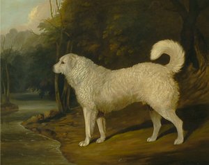 Portret van een hond, Ross door David Dalby of York