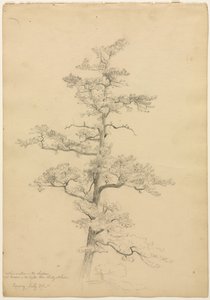 Pijnboom, Conway, New Hampshire recto, Landschap en Boomstudies verso, c. 1851 door David Johnson