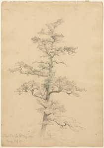 Pijnboom, Conway, New Hampshire recto, c. 1851 door David Johnson