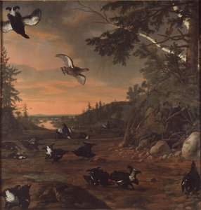 Birkhühner op de Grond