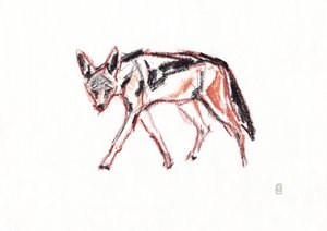 Afrikaanse zwartgerug jakhals