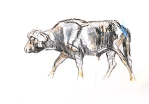Afrikaanse buffel door David Mayer