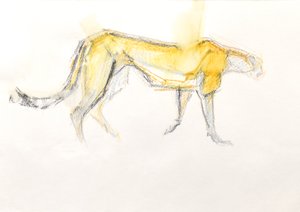 Cheetah, 2020