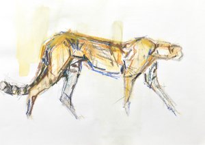 Cheetah