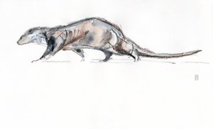 Otter rennend door David Mayer