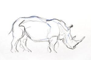 Witte neushoorn, 2021