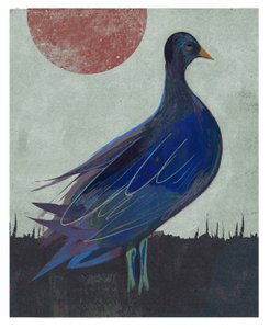 Pigeon Blues