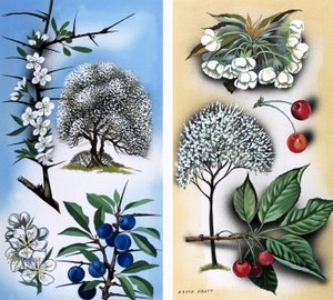 Allerlei wilde fruitbomen: Sleedoorn  wilde kers