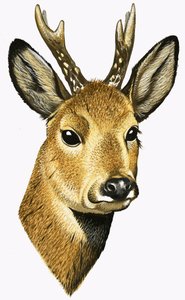 Roe Deer door David Pratt