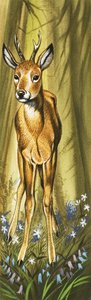 The Roe Deer