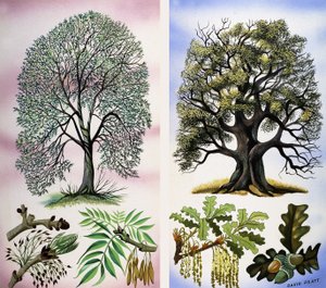 Bomen die je kunt zien door David Pratt