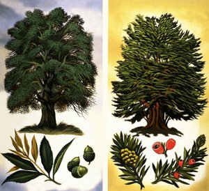 Bomen die je kunt zien: Steeneik  Taxus