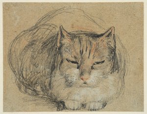 Kat, studie voor 