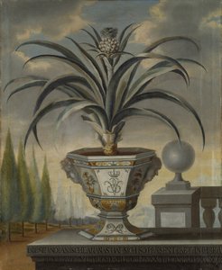 Ananasplant, 1729 door David von Coln