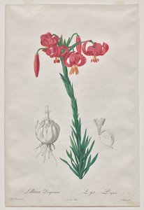Lillium Pomponium (Turbanlelie), plaat 7 uit Les Liliacées door De Gouy