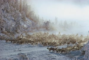 Rendieren, elanden, kariboes of vergelijkbare kudde dieren in een met sneeuw bedekt winterlandschap door Dean Conger