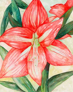 Amaryllis, 2005 (aquarel) door Deborah Eve Alastra