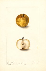 Appels (Malus domestica: nr.1) (aquarel) door Deborah Griscom Passmore