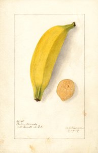 Bananen ( Musa: Paarse banaan) (aquarel) door Deborah Griscom Passmore