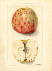 Bittere pitappels (Malus domestica) (aquarel) door Deborah Griscom Passmore