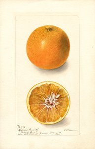 Sinaasappels (Citrus sinensis: Bishops Favorite) (aquarel) door Deborah Griscom Passmore