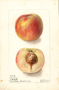 Perziken (Prunus persica: Carmen) (aquarel) door Deborah Griscom Passmore
