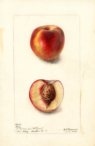 Perziken (Prunus persica: Hiley) (aquarel) door Deborah Griscom Passmore