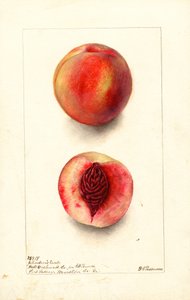 Perziken (Prunus persica: Johnsons Early) (aquarel) door Deborah Griscom Passmore