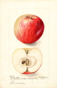 Rimmer Appels (Malus domestica) (aquarel) door Deborah Griscom Passmore