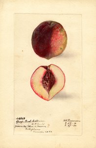 Sport perziknectarine (Prunus persica) (aquarel) door Deborah Griscom Passmore