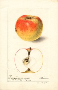 Tecumseh appels ( Malus domestica) (aquarel) door Deborah Griscom Passmore