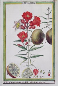 Granaatappelboom, uit Florindie ou Historie physico-economique des vegetaux de la Torride, 1789