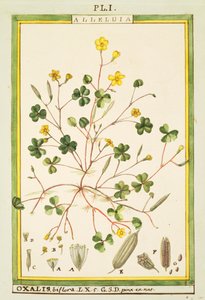Bermuda boterbloem (Oxalis biflora of pes-caprae), aquarel door Delahaye