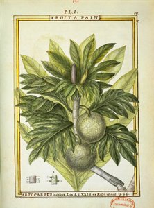 Broodvrucht (Artocarpus altilis), aquarel door Delahaye door Delahaye Delahaye