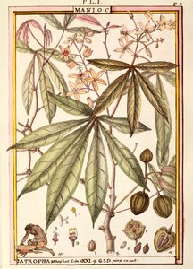 Cassave (Jatropha manihot), door Delahaye, aquarel