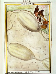 Cassave of maniok (Manihot esculenta), aquarel door Delahaye door Delahaye Delahaye