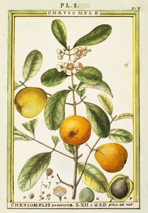 Chrysomele (Chrysomelis senticosa), aquarel door Delahaye