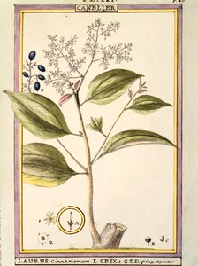 Kaneel (Laurus cinnamomum), aquarel door Delahaye door Delahaye Delahaye