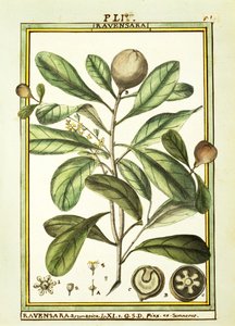 Cryptocarya Aromatica, aquarel door Delahaye