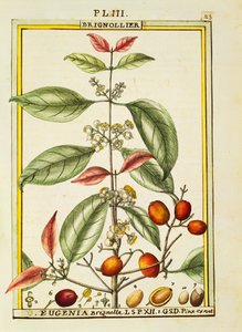 Eugenia Brignolla, aquarel door Delahaye