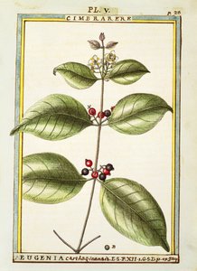 Eugenia Carthaginensis, aquarel door Delahaye