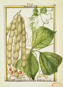 Glycine Rhomboidalis, aquarel door Delahaye door Delahaye Delahaye
