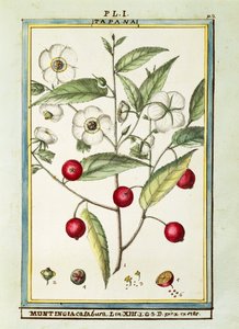 Jamaicaanse kers (Muntingia calabura), aquarel door Delahaye